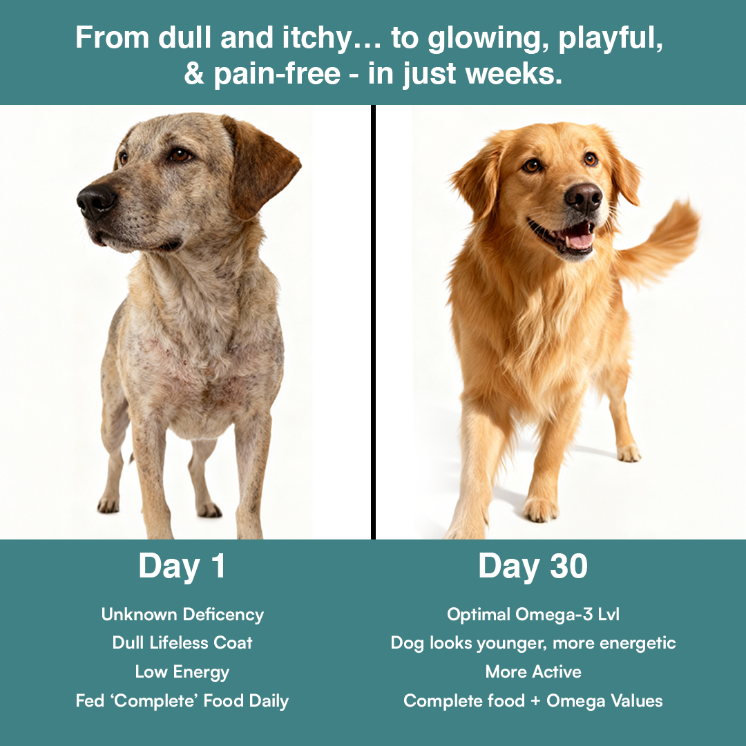 GoodlySupps Omega - Dog Care Food