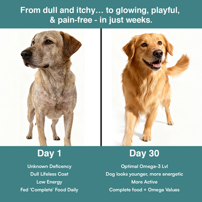 GoodlySupps Omega - Dog Care Food